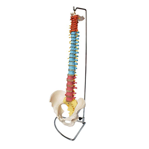 Didactic Vertebral Column with Pelvis